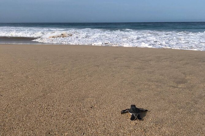 Turtle Tales of Pulau Banyak - Key points to know before you book