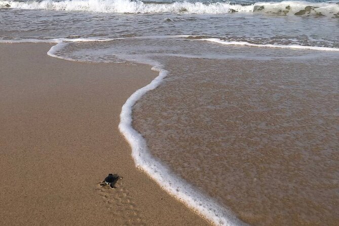 Turtle Tales of Pulau Banyak - The night walk to see a nesting turtle