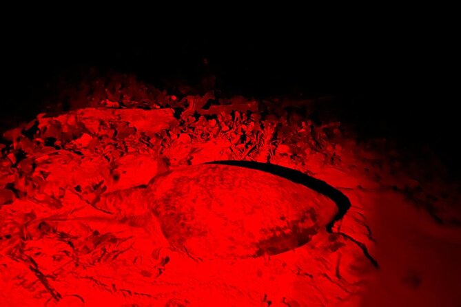 Turtle Tales of Pulau Banyak - Monitor lizards, crocodiles, and island wildlife
