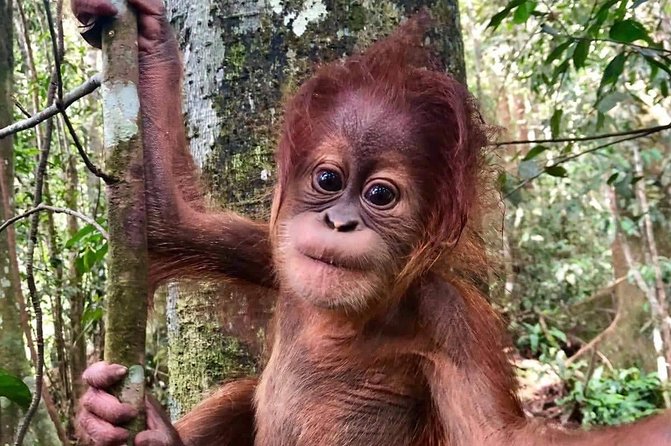 Two days orangutans adventure in Gunung Leuser - Key points to know before booking