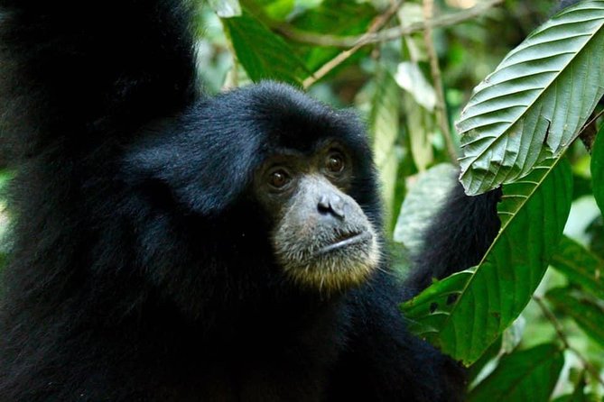 Two days orangutans adventure in Gunung Leuser - Watching orangutans without turning the forest into a zoo