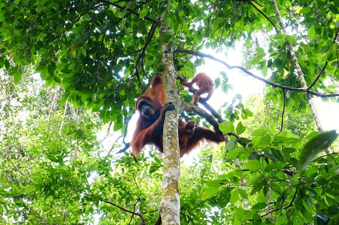 Two days orangutans adventure in Gunung Leuser - Thomas leaf monkeys, gibbons, and macaques