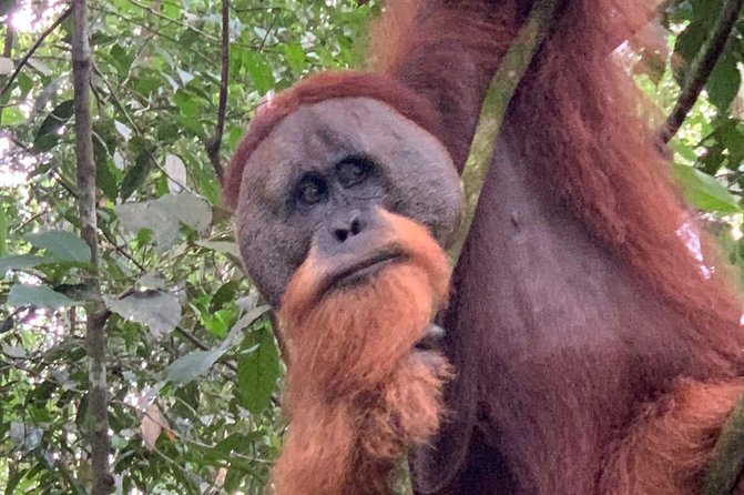 Two days orangutans adventure in Gunung Leuser - Reaching the riverside camp