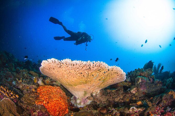 Two fun dives morning trip (Certified Divers only) - Why Nusa Penida is a strong choice for an underwater morning
