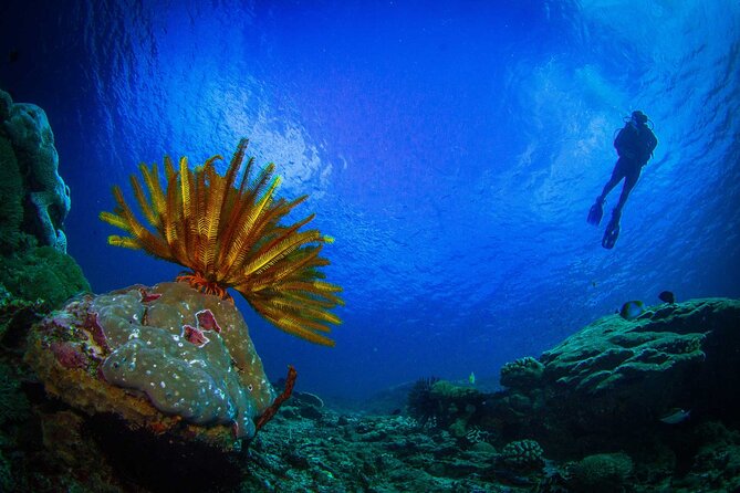 Two fun dives morning trip (Certified Divers only) - The marine life you might see