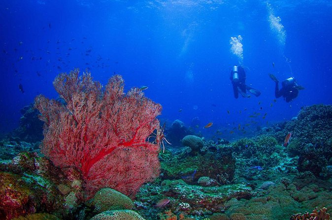 Two fun dives morning trip (Certified Divers only) - Is $140.87 fair for the full package?