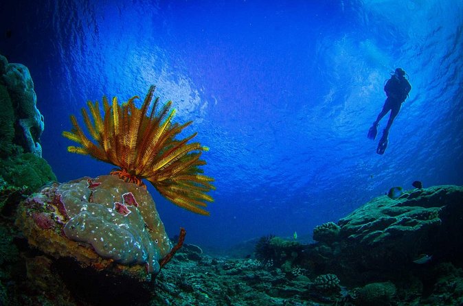 Two fun dives morning trip (Certified Divers only) - Who will enjoy this morning most