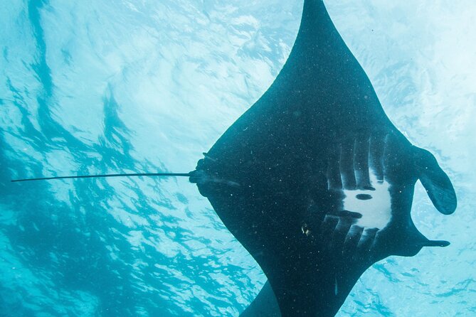 Two fun dives morning trip (Certified Divers only) - What the two boat-based descents are like