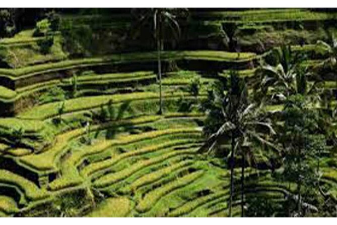 Ubud ATV Quad Bike, Monkey Forest and Rice Terrace - What the ATV Course Is Like for Beginners
