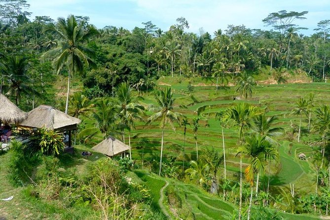 Ubud Combine Mount Batur Kintamani Tour - Tegalalang Rice Terrace closes the scenic loop