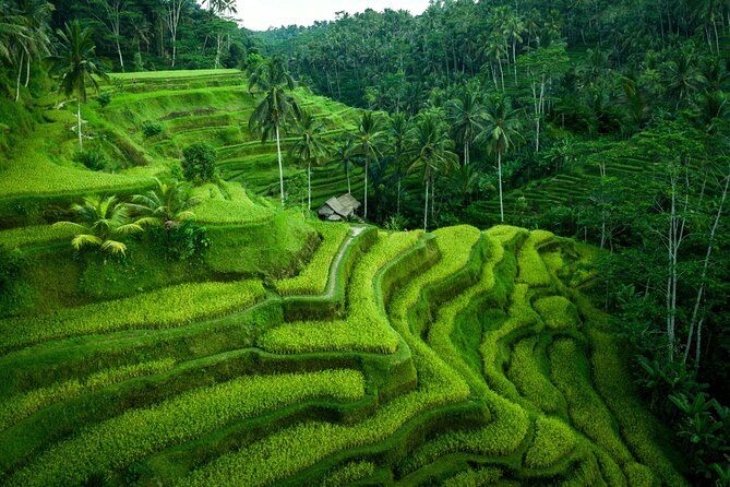Ubud Countryside Tour: Campuhan Ridge Walk and Rice Terrace - What the private guide adds