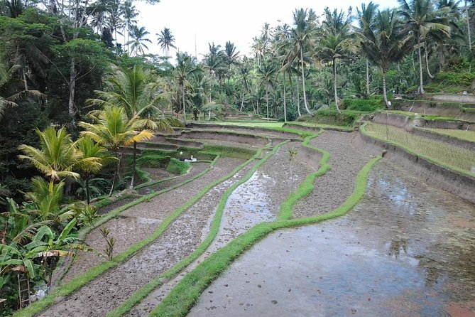 Ubud Customized Private Tour - Tegalalang Rice Terrace: more than a photo backdrop