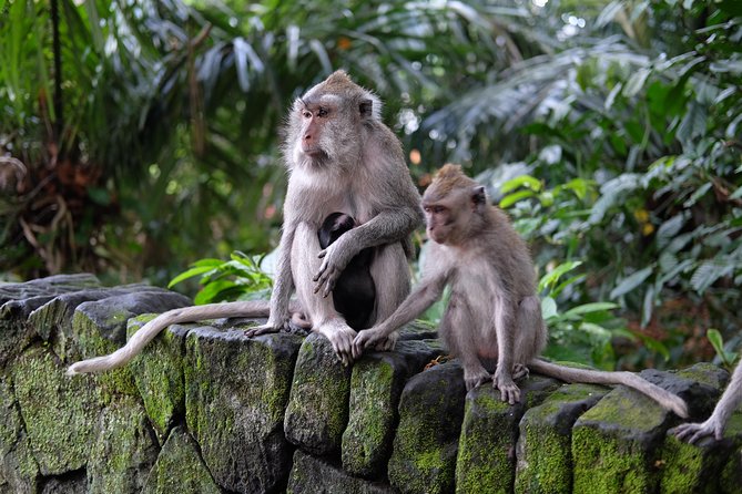 Ubud Experience ; Swing, Waterfalls, Art Market, Rice Terrace - Gunung Kawi Sebatu shows a quieter side of Bali
