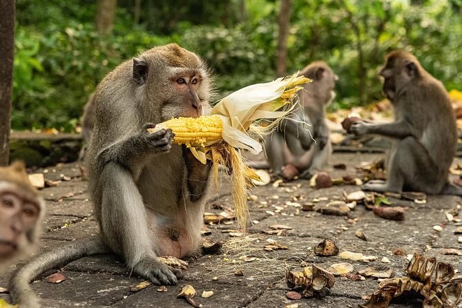 Ubud Monkey Forest - Rice Terrace - Jungle Swing - Water Temple - Sacred Monkey Forest, close encounters with macaques