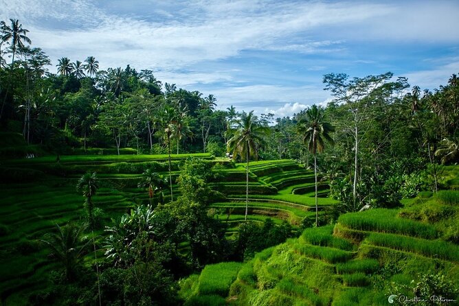 Ubud Monkey Forest - Rice Terrace - Jungle Swing - Water Temple - Tegenungan Waterfall, a chance to cool off