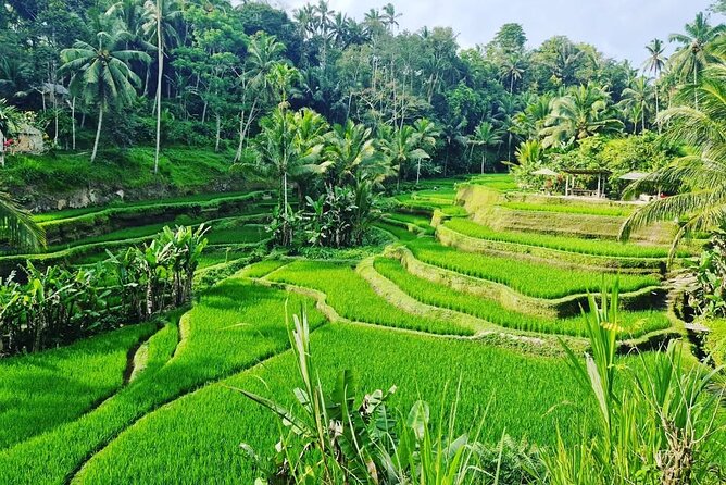 Ubud Monkey Forest - Rice Terrace - Jungle Swing - Water Temple - The drivers make the private format worthwhile