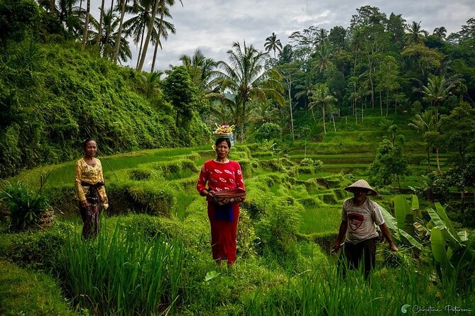 Ubud Monkey Forest - Rice Terrace - Jungle Swing - Water Temple - Is $32.40 a good value?
