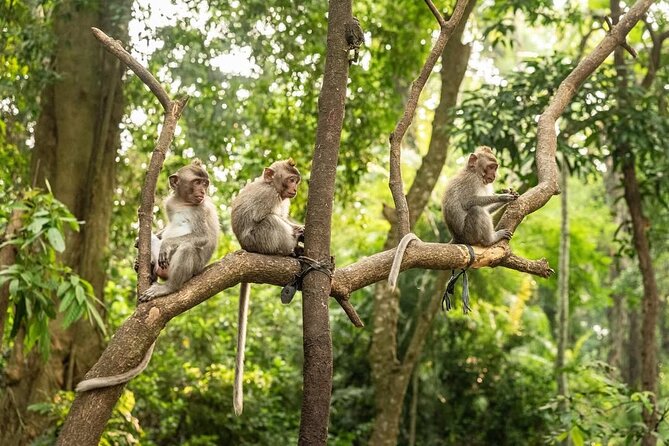 Ubud Monkey Forest - Rice Terrace - Jungle Swing - Water Temple - The jungle swing question you should settle first