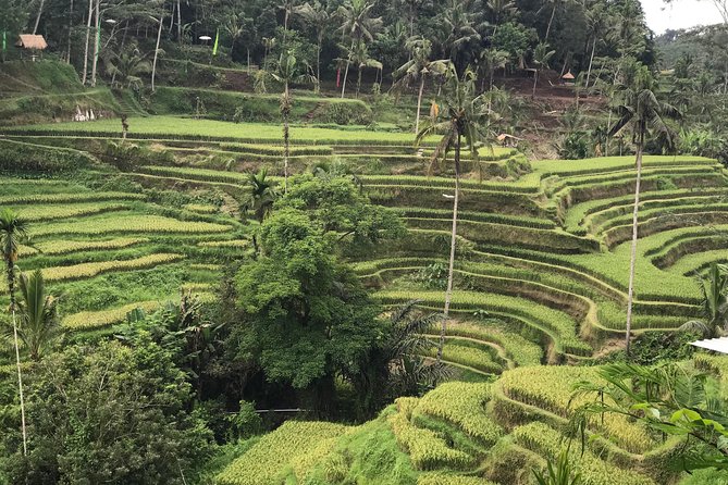 Ubud Private Tour : Best Of Ubud - Guided Tour - The d’Alas jungle swing