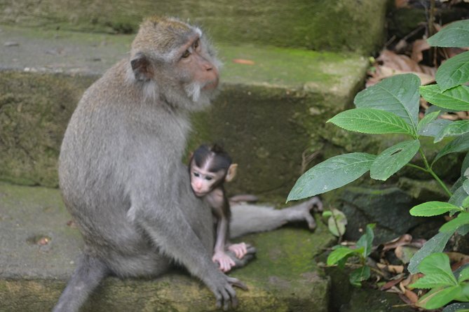 Ubud Private Tour : Choice Your Own Trip - The Monkey Forest and its temple setting
