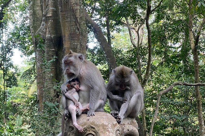 Ubud Private Tour: Monkey Forest, Rice Terrace, Temple, Waterfall - Meeting Bali’s macaques in the Sacred Monkey Forest