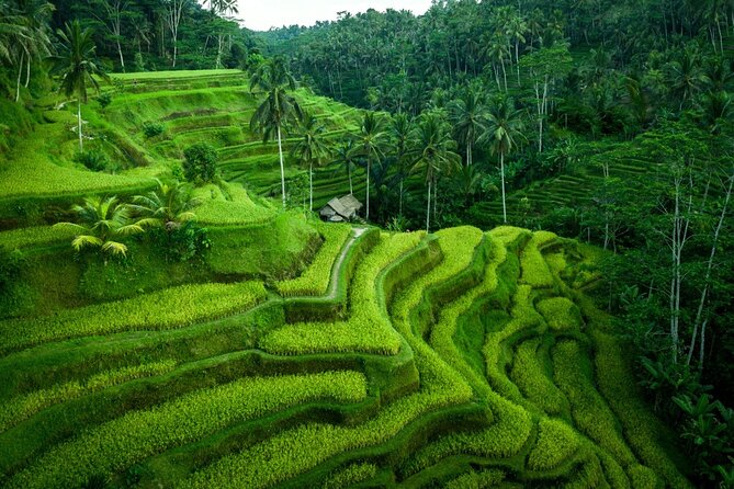 Ubud Private Tours with Jungle Swing Experience - all inclusive - A full Bali day built around photos and local crafts