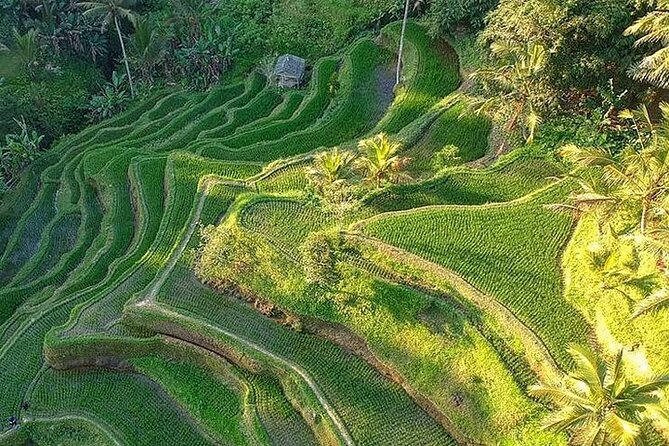 Ubud: Swing - Monkey Forest - Waterfall - Temple - Rice Terraces - Art Crafts - Sacred Monkey Forest adds wildlife and Balinese temples
