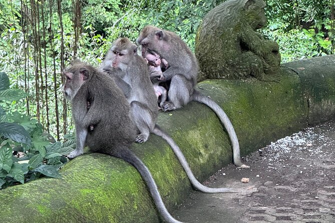 Ubud Top Tours to Discover Bali’s Cultural and Natural Wonders - A full day built around Ubud’s contrasts
