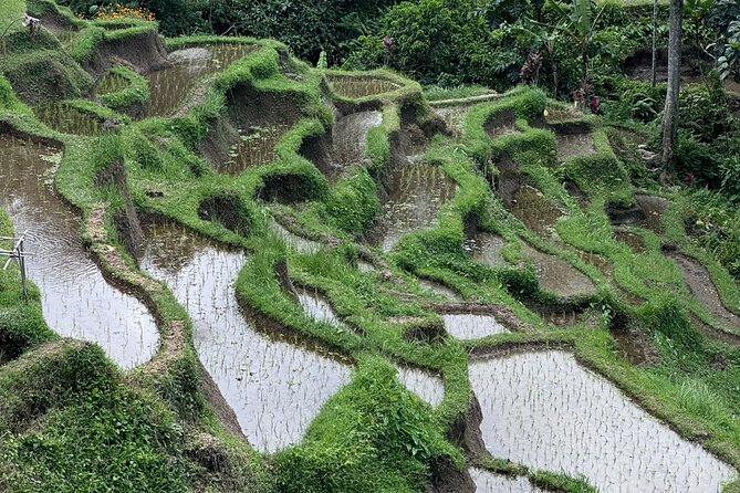 Ubud Top Tours to Discover Bali’s Cultural and Natural Wonders - The Sacred Monkey Forest Sanctuary