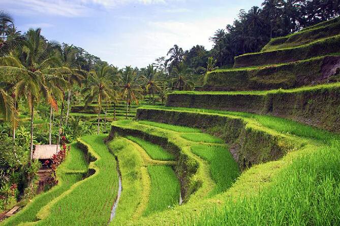 Ubud Tour - Best of Ubud - All Inclusive - Monkey Forest and its 1,260 macaques