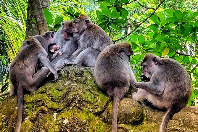 Ubud Tour - Highlight of Ubud - Traditional Tour - Hotel pickup and the long-distance tradeoff
