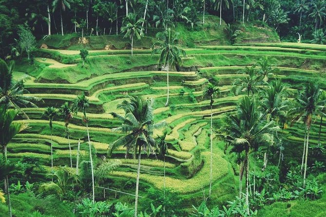 Ubud Trip, The Best of Ubud in a day - All Inclusive - Tegenungan Waterfall: the active final stop