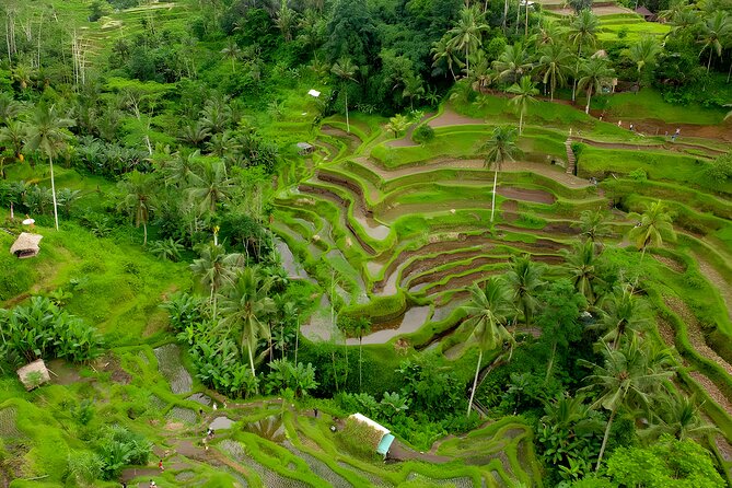 Ubud Village, Waterfall and Kintamani Volcano Tour - The driver can shape the day