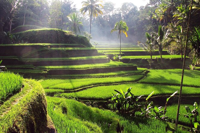 Ubud: Waterfall, Rice Terraces, and Monkey Forest Private Tour - Reading the Rice Terraces at Tegalalang
