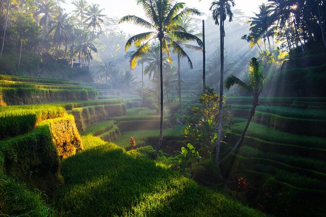 Ubud waterfall, rice terraces, and swing explore - What the private vehicle adds