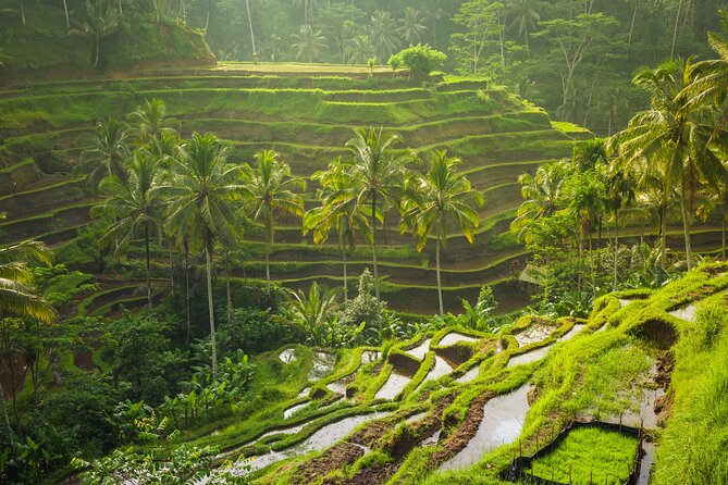 Ubud waterfall, rice terraces, and swing explore - Who will get the most from this tour
