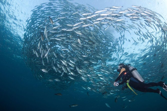 USS Liberty Shipwreck Scuba Diving at Tulamben Bali - Guide support and group size