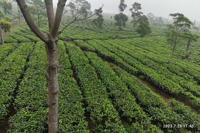 Volcano, Hot Spring, Tea Factory, rice fields and Coffee Tour - A quick taste of West Java fruit