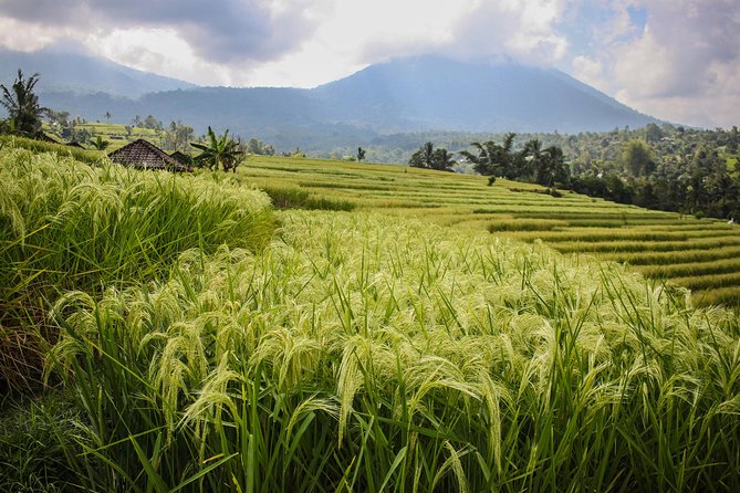 West Bali Tour: Taman Ayun, Ulun Danu Beratan, Jatiluwih Rice Terrace, Tanah Lot - Tanah Lot supplies the dramatic finish