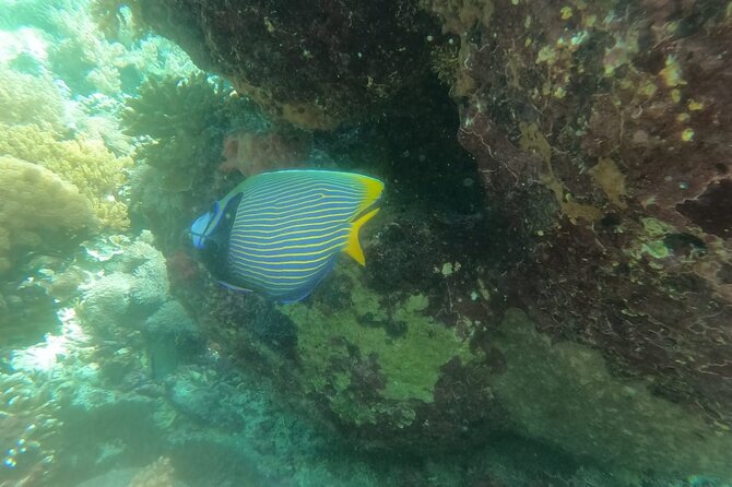West Nusa Penida With Snorkeling Private Guided Tour - Lunch, coconut drink, and the value of the package