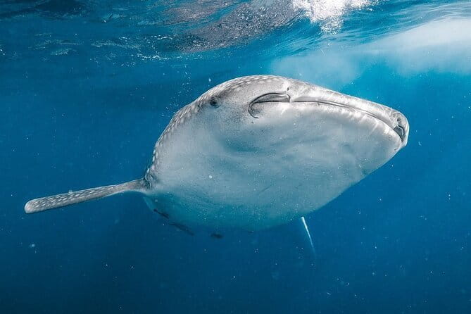 Whale Shark Adventure 2 Days 1 Night Sharing Trip - Day 1: From Mataram to Sumbawa Besar