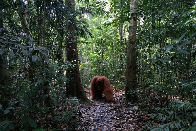 Wonderful 7 Days North Sumatra Tour (Include: 2 Days 1 Night Jungle Trekking) - Berastagi: a cooler mountain stop