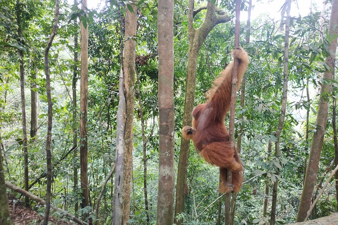 Wonderful 7 Days North Sumatra Tour (Include: 2 Days 1 Night Jungle Trekking) - Days 2 and 3: Two days inside Gunung Leuser